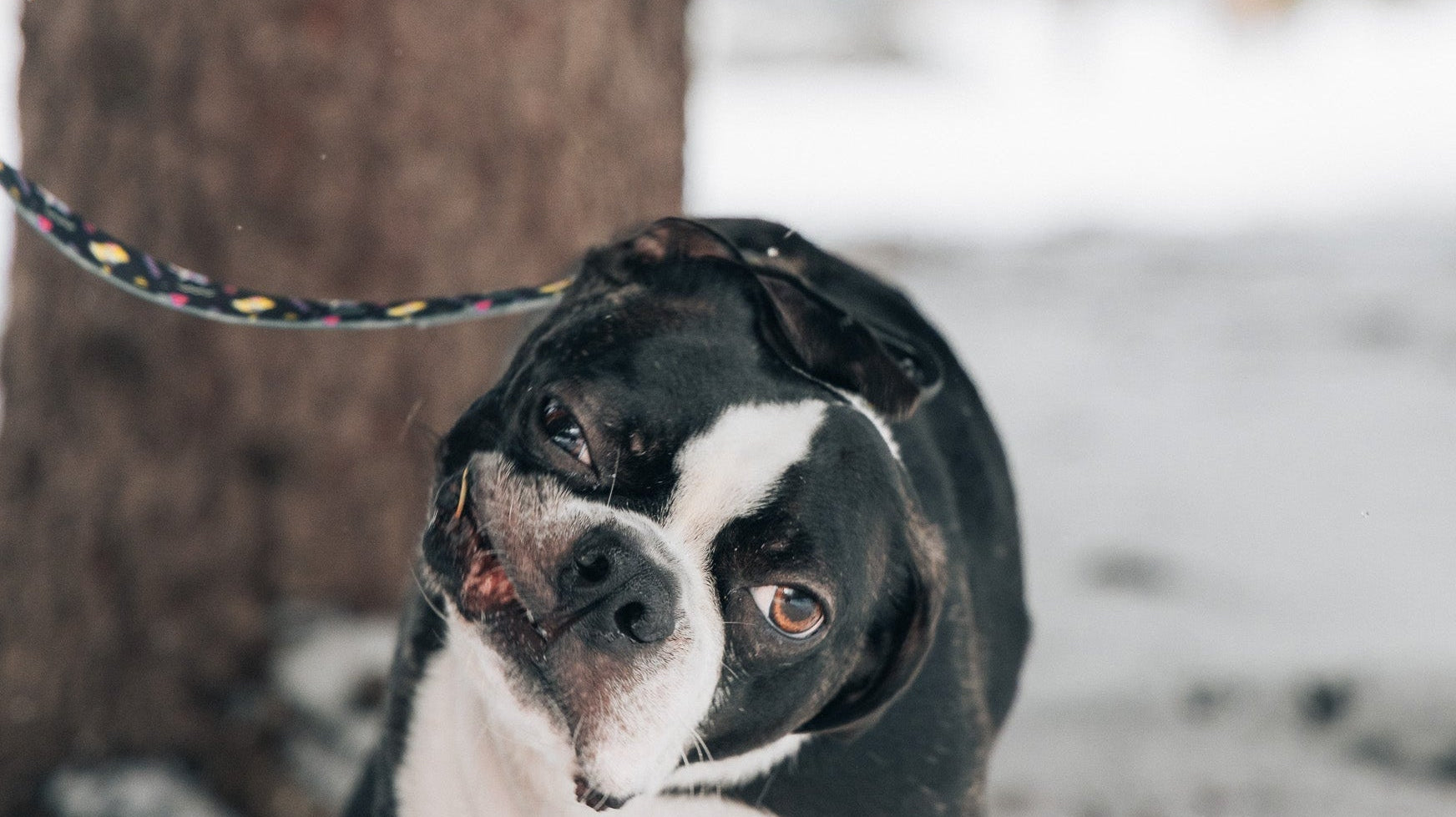 Unleashing a Revolution: Welcome to Waggy Woofs