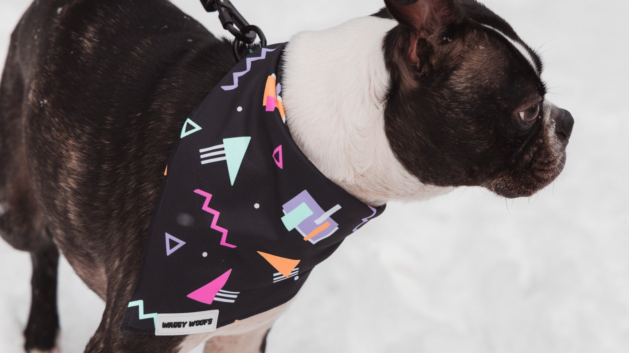Dog Accessories That’ll Turn Heads at the Next Party