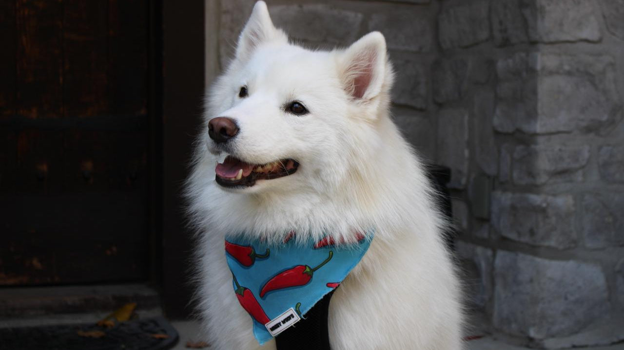 Unconventional Dog Names for Your Rebel Pup