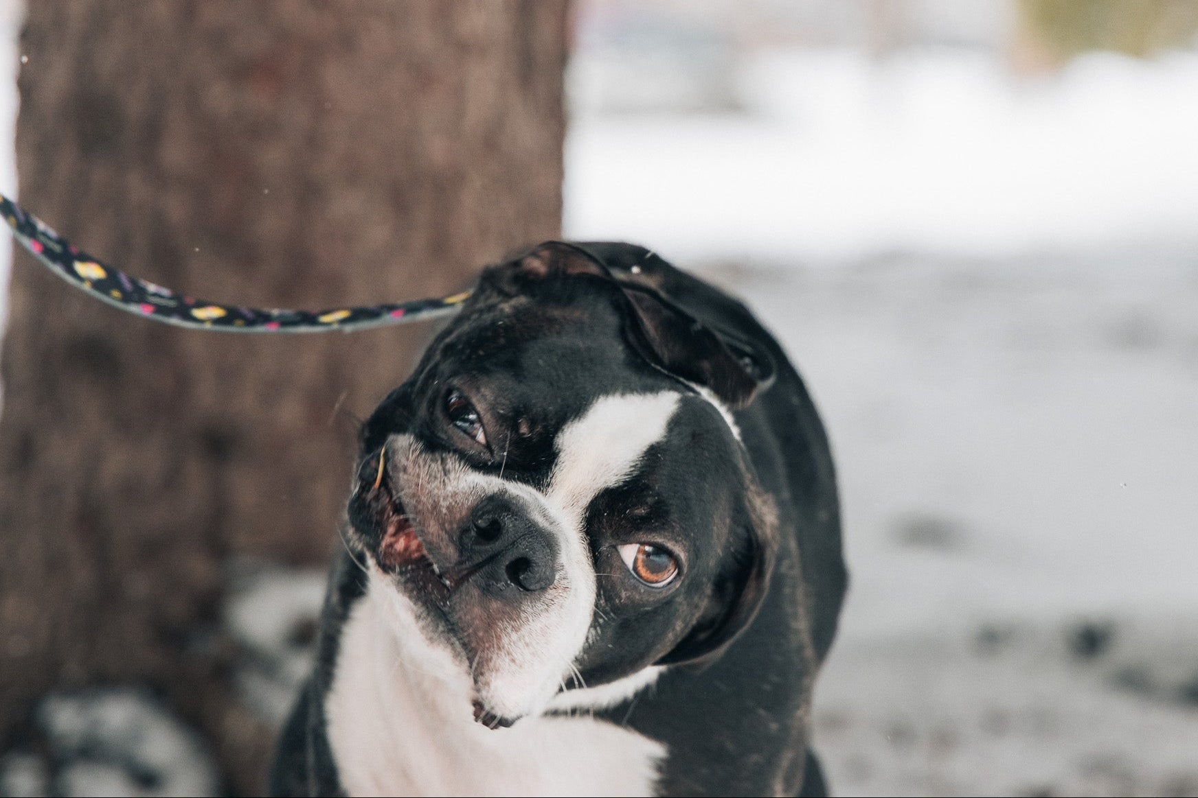 Unleashing a Revolution: Welcome to Waggy Woofs