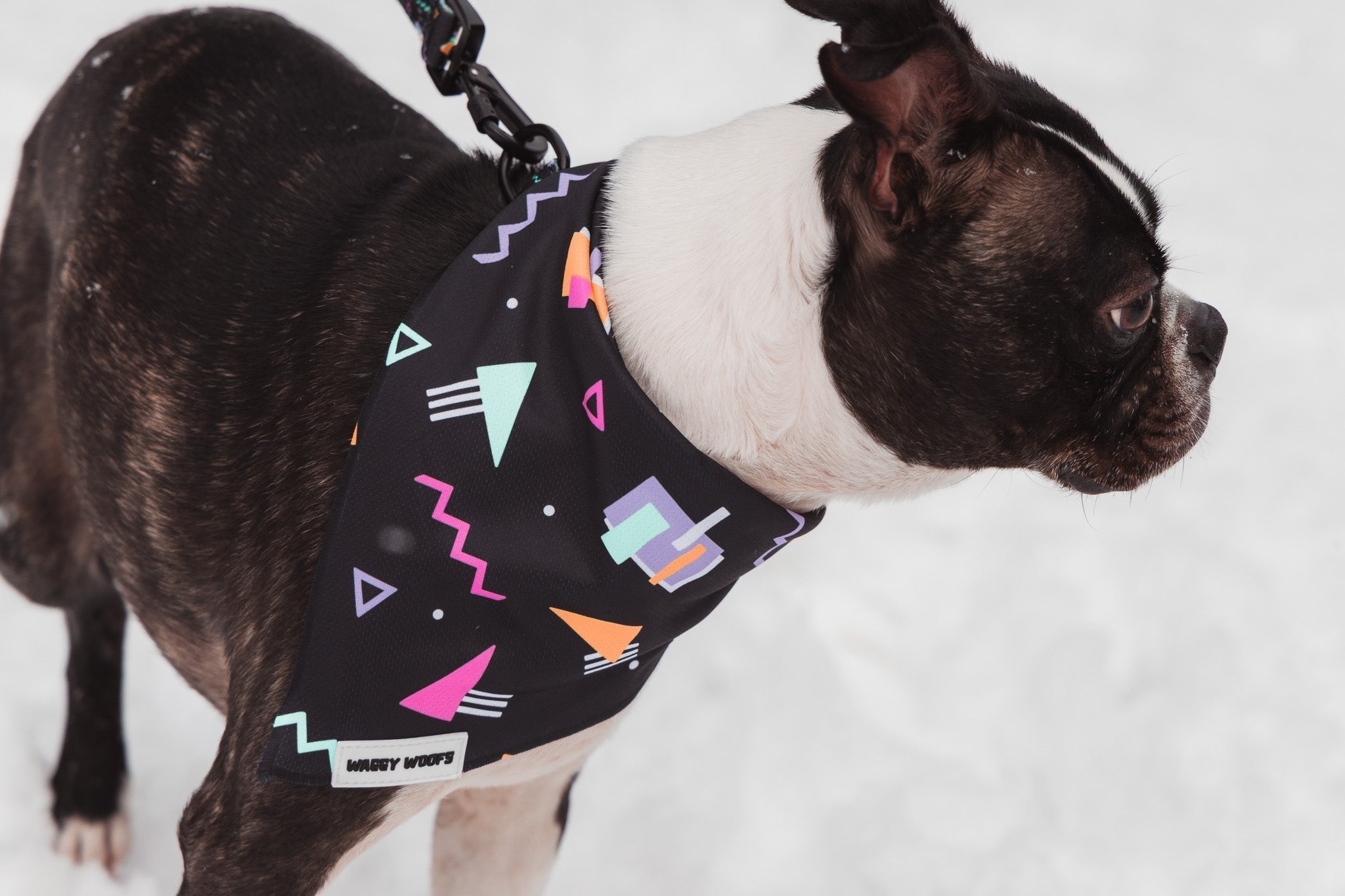 Dog Accessories That’ll Turn Heads at the Next Party