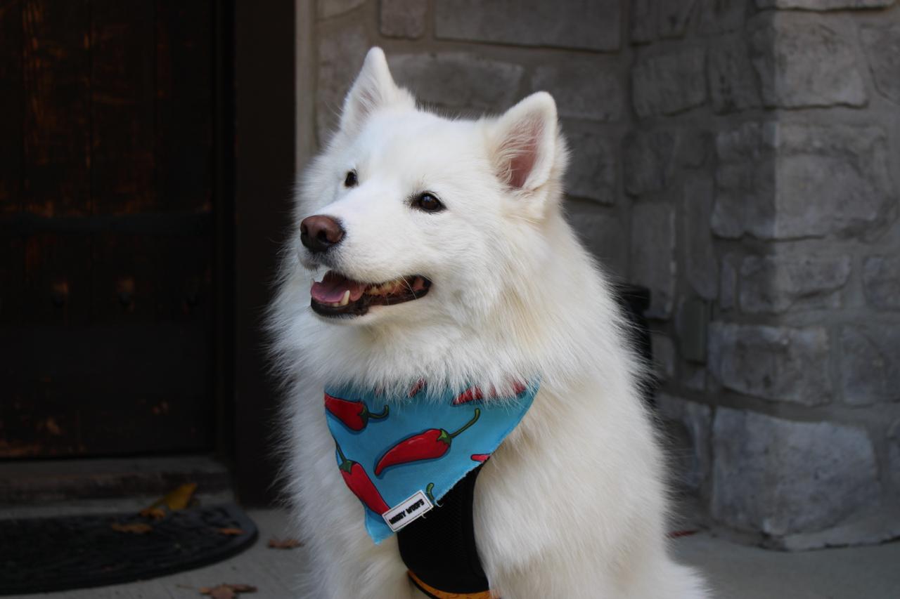 Unconventional Dog Names for Your Rebel Pup