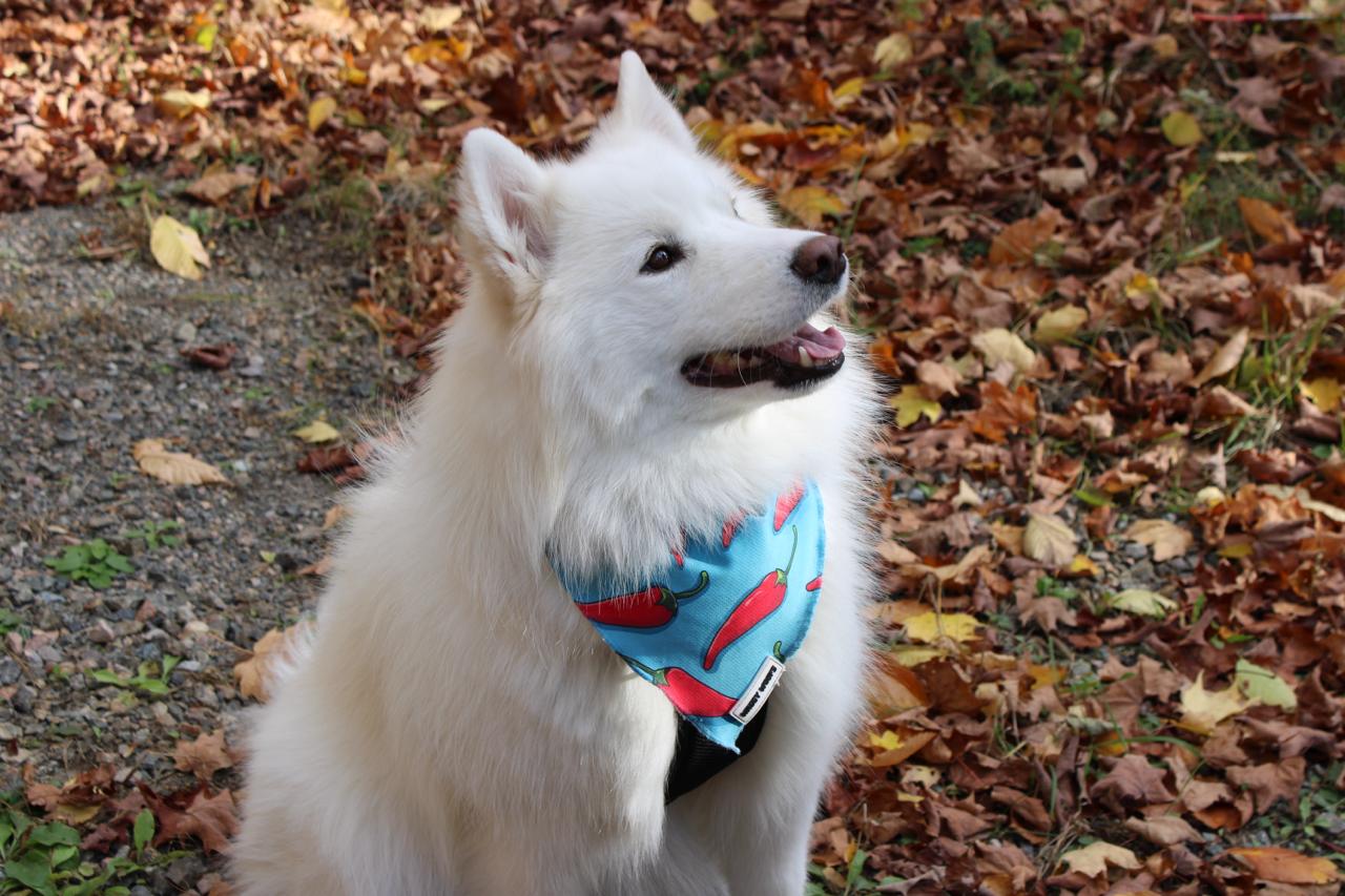 Dog Bandana